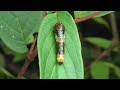 Butterflies from Yungas Bolivia part 3