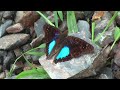 Butterflies from Yungas Bolivia part 3