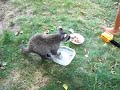 Baby Pet Raccoon - Laney
