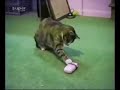 Funny_Compilation_Video
