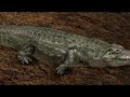 afrika-ps3-tgs-07-trailer-psmotion.html