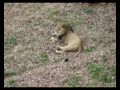 Hail to the Lion
