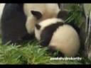 panda?baby????