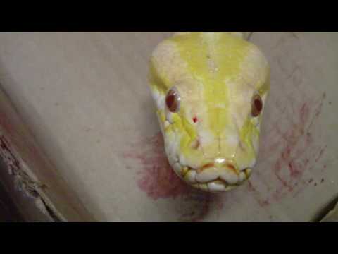 Burmese Python