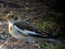 Snow Bunting - Plectrophenax nivalis Snow Bunting - Plectrophenax nivalis
