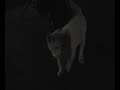 猫動画