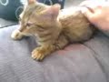 Zico the bengal kitten 5