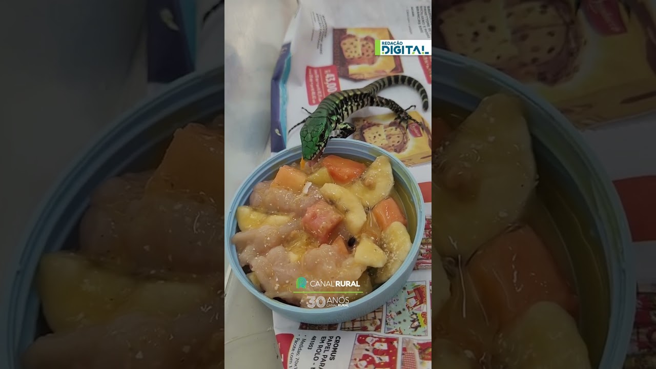 Filhote de teiú encanta ao aparecer comendo frutas durante registro