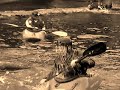 hendy-kayaking-21.html
