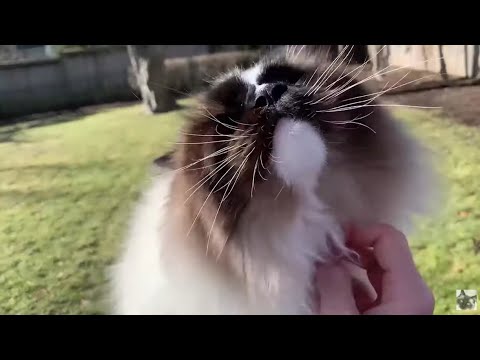 Things To Know About Owning A RAGDOLL Cat: Vlog Reaction
