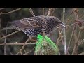 birds nl... common starling on feedbag close up..