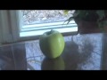 fruit stuff.mov