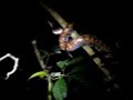Rainbow Boa (Epicrates cenchria) [Esp. Boa Arcoiris] in Peru Amazon Rainforest