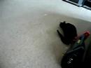 My kitties