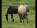 Campolina-Brazilian Gaited Horse