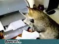 Chat VS imprimante