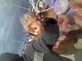 فضيحة عائشة القذافى