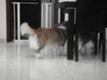 Benny and Lucky Wrestling