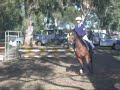 Winter Woolies D Grade Showjumping on **Flashy** Winter Woolies D Grade Showjumping on **Flashy**