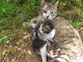 Gatta con cuccioli, Cuccioli di gattino,Gattini.