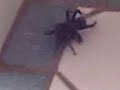 Funnel Web In My Bathroom!!