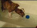 videos de Nuka Scared of the Water