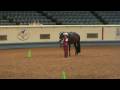 AQHYA World Showmanship- Magnetic Potential