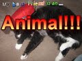 My best friend is an animal series: a cat series 1 episode 1