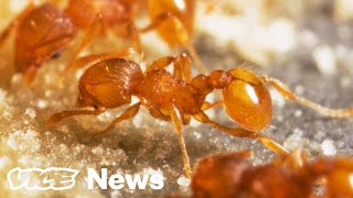 Fire Ants Are Invading Hawaii, so Helicopters Are Blasting Them