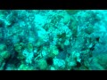 Plongée Reserve Cousteau Guadeloupe
