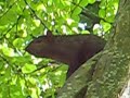 Squirrel crying in Tree. �cureuil qui pleure dans un Arbre.