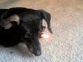 max revised