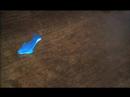 Life and Death Of A Gummy Shark