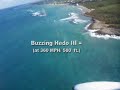 Buzzing Hedo III - Jamacia