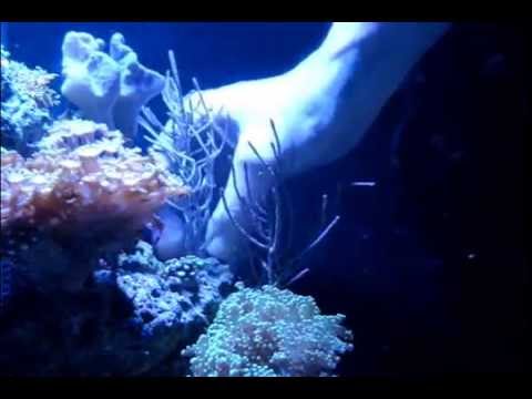 Entstehung meines Riff-Aquariums Teil:14 Korallen einsetzen
