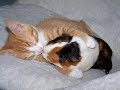Чумовая песенка про котика.