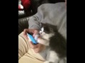 Cats Don't Text