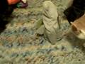 videos de The Cats vs. the Undead Army part 2