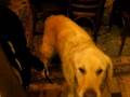 Re: Graphite's Doggie Tricks