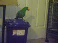 Jasper the eclectus playing the maracca
