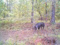 Scoutguard 550 Hog Video #3