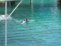 Doreen_Dolphin_Push