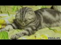 Pets&Animals Fail...