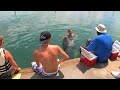Our Lucaya Dolphin Experience