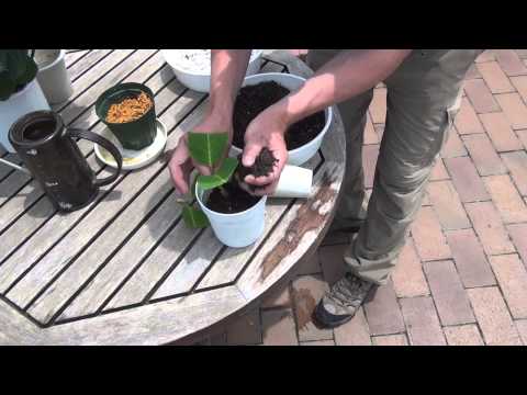 how to replant cut hydrangeas