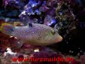 Mein Aquarium Meerwasser Seawater