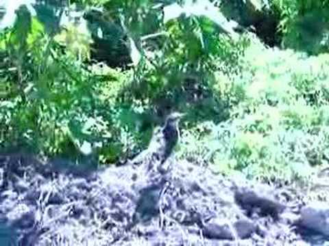 Calandria (Mimus Saturninus)