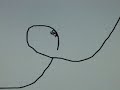line rider
