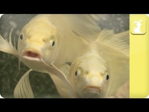 how to care koi fish