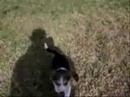 Beau and Belle the Movie Beau and Belle the Movie